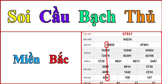 soi cau bach thu mien bac vip