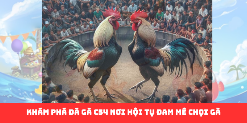 Đá Gà C54: Hành Trình Đỉnh Cao Của Đam Mê