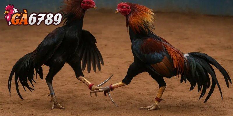 Đá gà cựa sắt tại GA6789 – Kịch tính từng giây, cược là mê