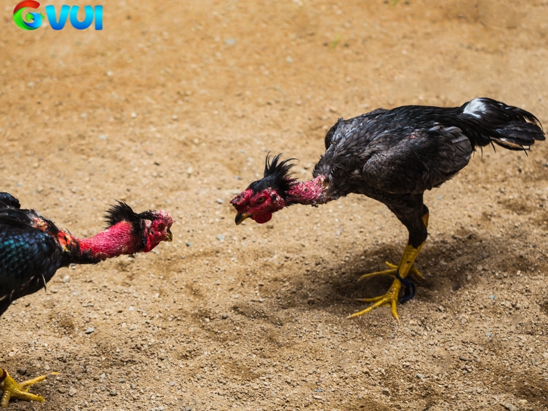 Giới Thiệu GVUI – Sân Chơi Đá Gà Trực Tuyến Hàng Đầu Việt Nam